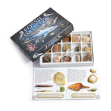 Boxed Genuine Fossil Collection Kit Pack with a mini magnifying glass and identification sheet