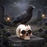 Display Scene Nevermore Vigil Raven Standing on Skull Figurine Nemesis Now