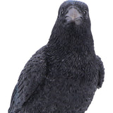 Nevermore Vigil Raven Standing on Skull Figurine Nemesis Now Head
