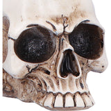 Close Up Nevermore Vigil Raven Standing on Skull Figurine Nemesis Now
