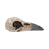 Edgar's Raven Skull Figurine Edgar Allen Poe Ornament Nemesis Now B1986F6