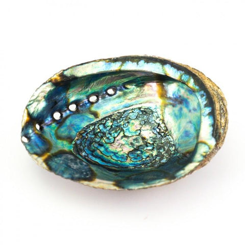 Medium Abalone Shell for Smudging and herbs